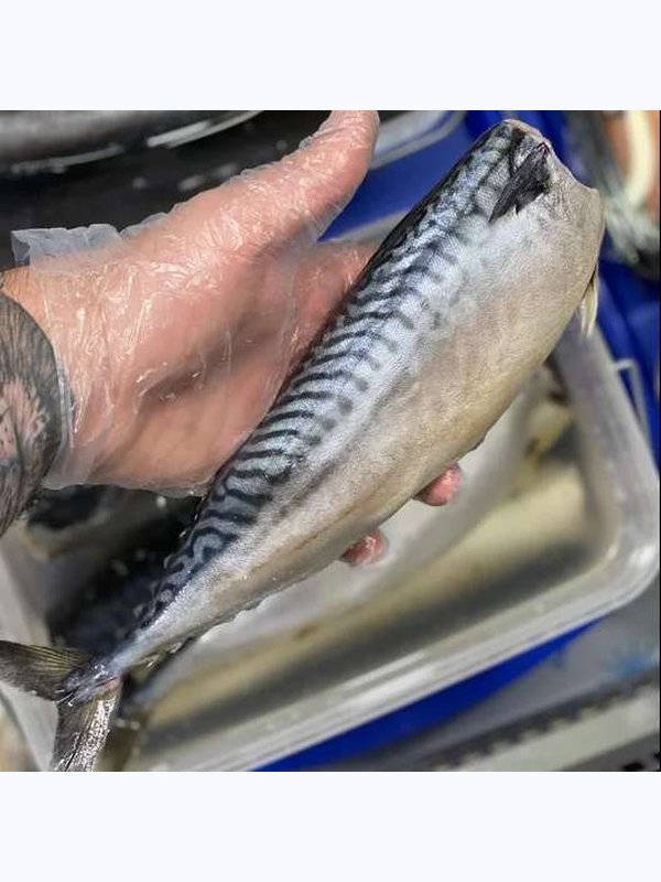 Скумбрия малосольная без головы