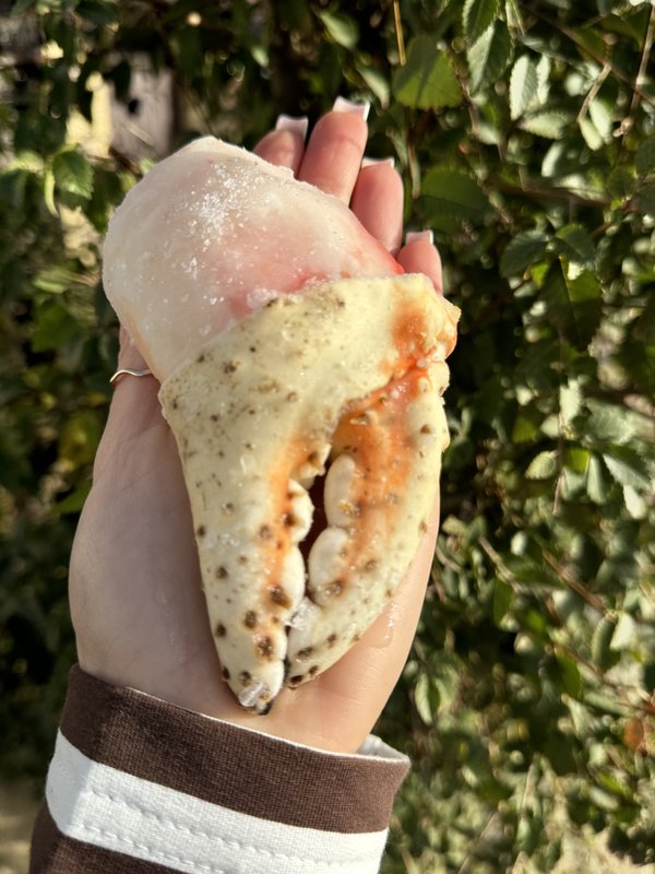 КУЛАК КРАБА КАМЧ. на КОГТЕ