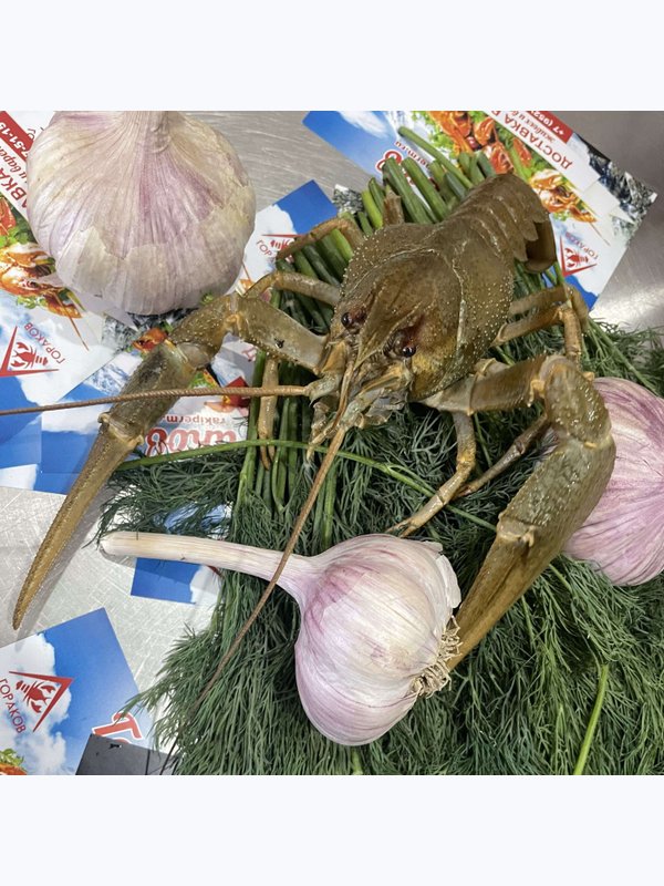 Раки живые