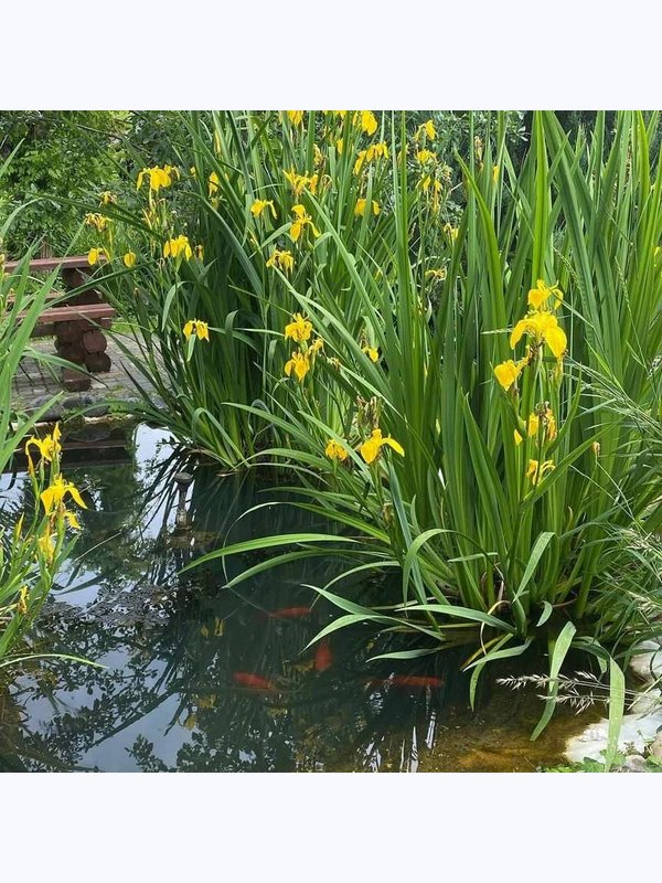 ИРИС желтый (водный)