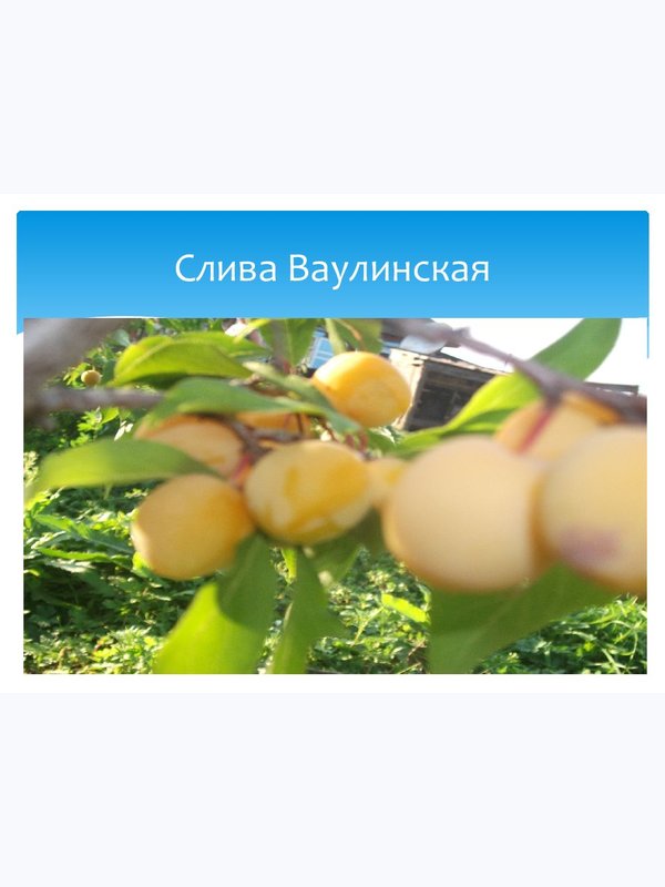слива ВАУЛИНСКАЯ (жёлтая)