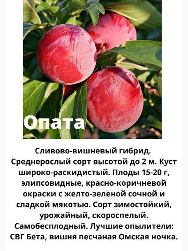 Сливово-вишневый гибрид Опата