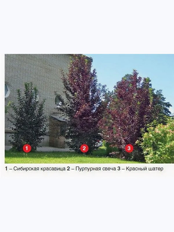 черёмуха КРАСНАЯ СВЕЧА