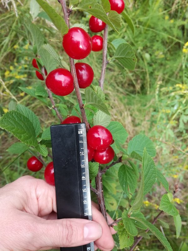 Вишня войлочная НАТАЛИ
