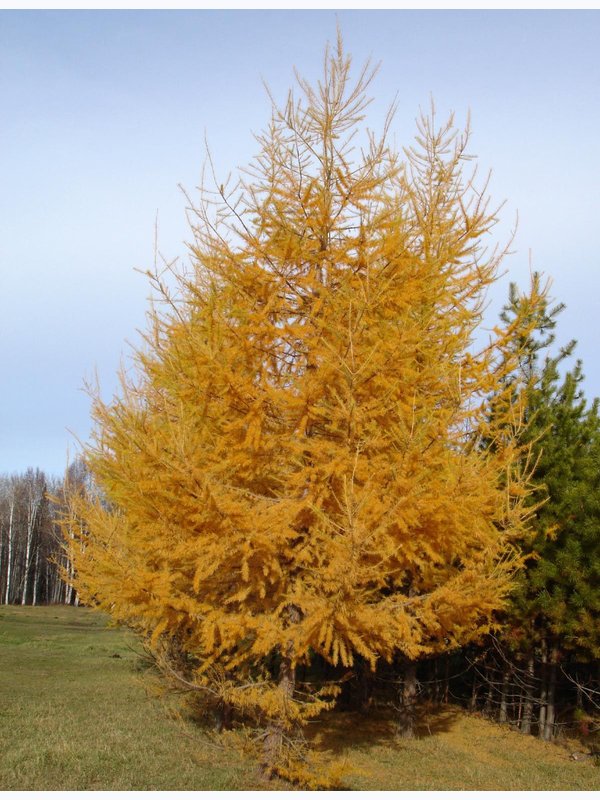 лиственница ЕВРОПЕЙСКАЯ (зкс 5 л)