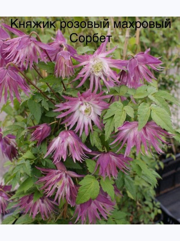 Княжик СОРБЕТ