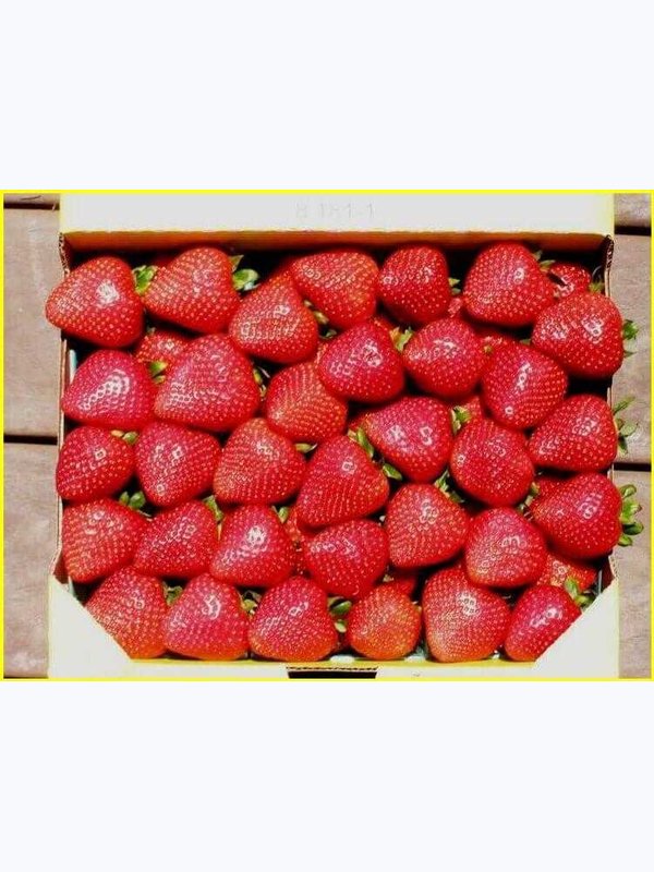 клубника КАБРИЛО (ремонтантный)