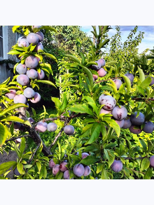 слива УЗЮК (окс)