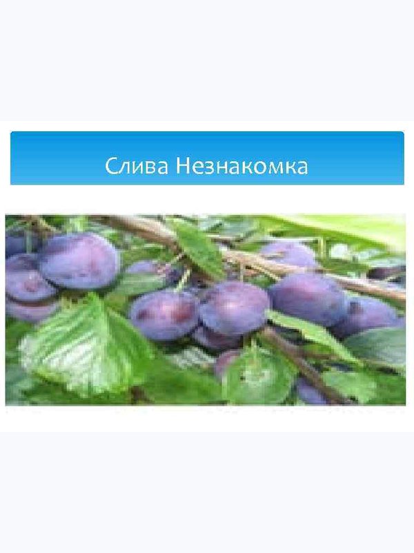 слива НЕЗНАКОМКА