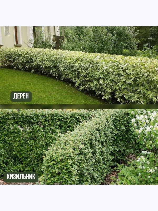 Кизильник блестящий