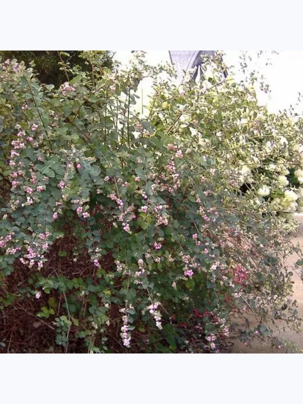 снежноягодник АМЕТИСТ (зкс 5л)