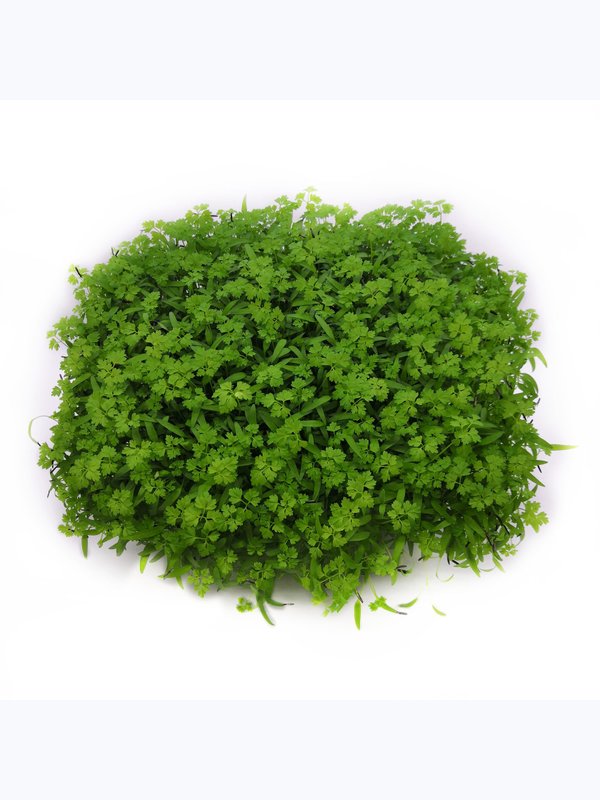 Кервель, живой бокс 9*16