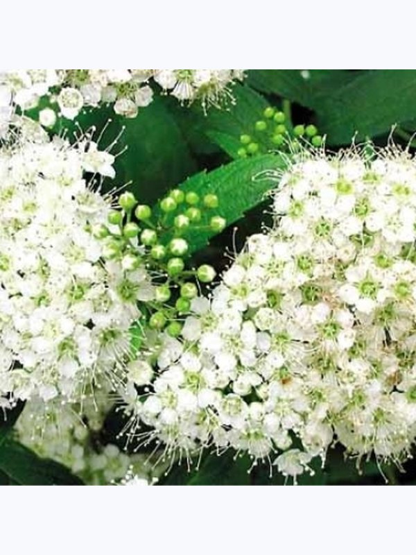 Спирея Японская Альбифлора  80см