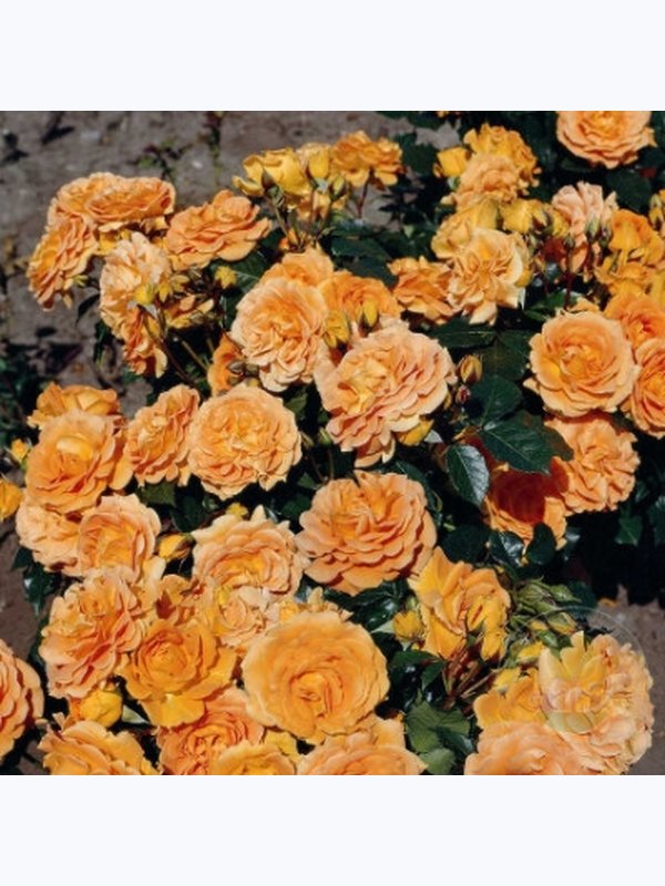 Роза флорибунда Голдэлс 60 - 70 см