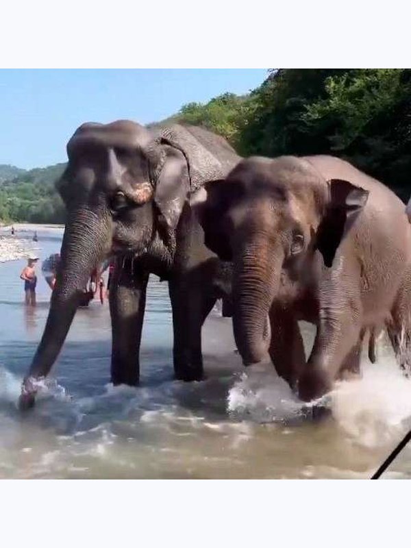 🐘Парк СЛОНОВ в Сочи до 5 сентября🐘