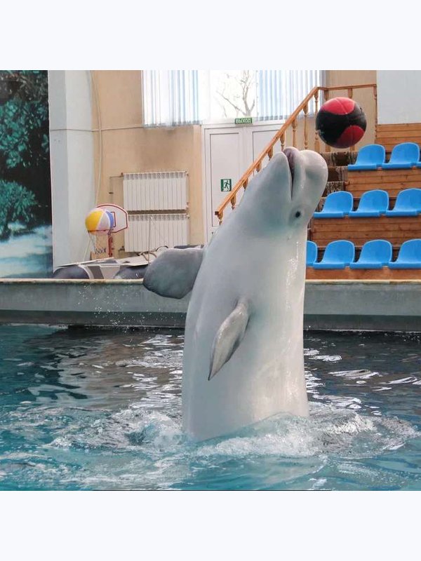 🚍 Дельфинарий в   Кисловодске 🐬.