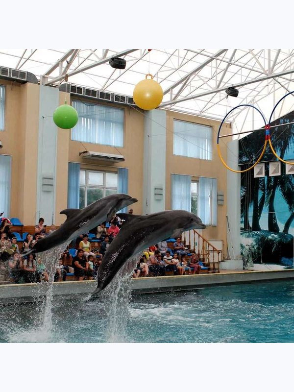 🚍 Дельфинарий в   Кисловодске 🐬.