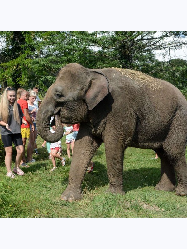 🐘Парк СЛОНОВ в Сочи до 5 сентября🐘