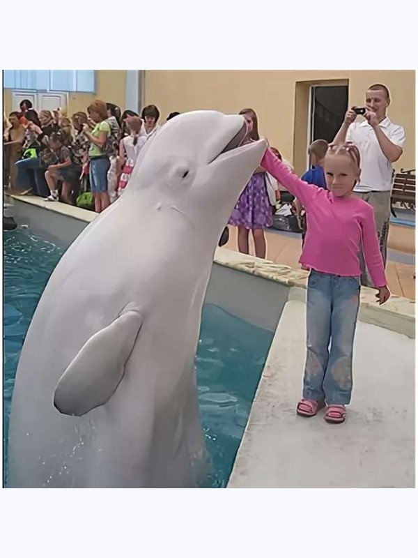 🚍 Дельфинарий в   Кисловодске 🐬.