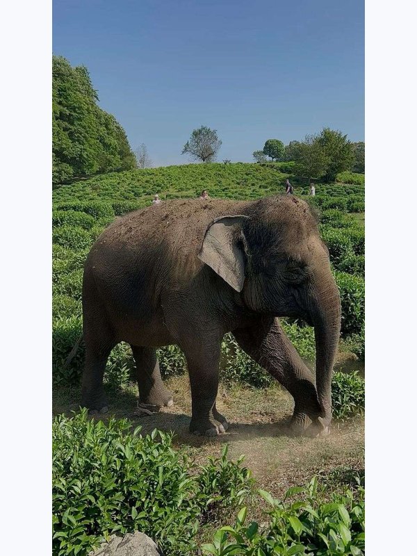🐘Парк СЛОНОВ в Сочи до 5 сентября🐘