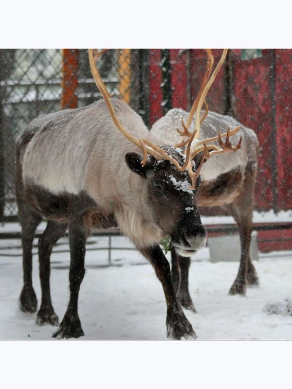 Чудные хвостики