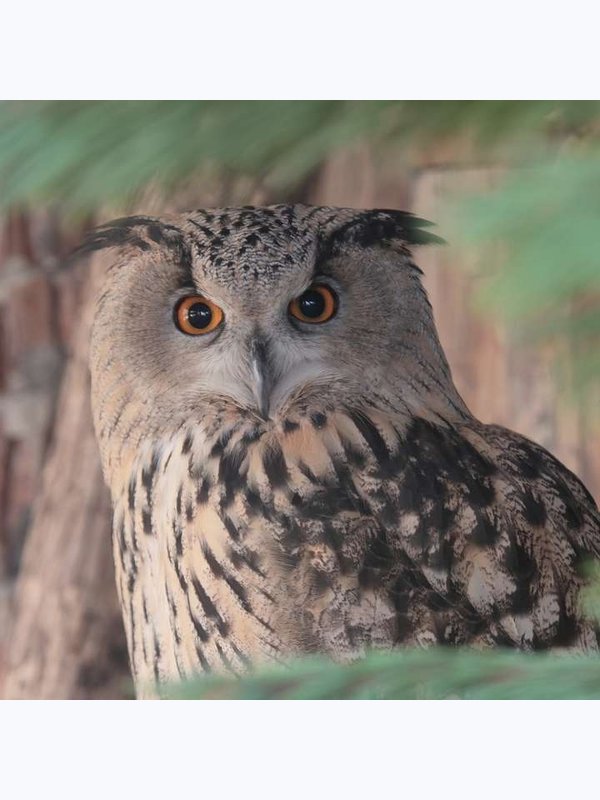 Чудные хвостики