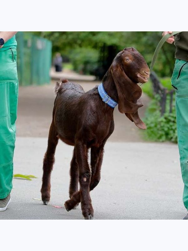Чудные хвостики