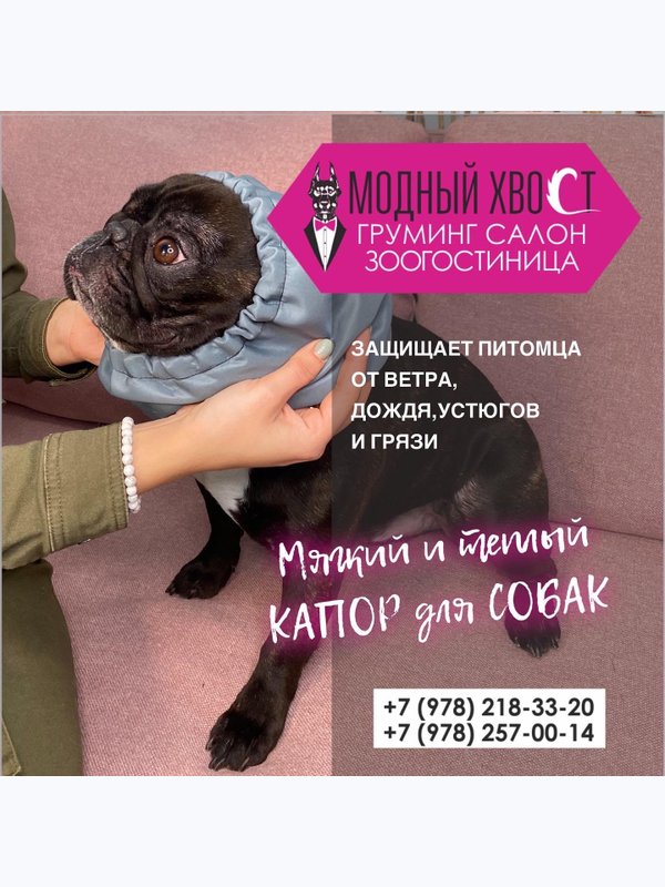 Одежда для домашних животных