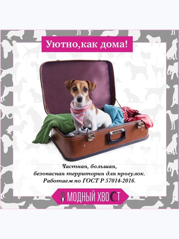 Проживание в гостинице  Собака