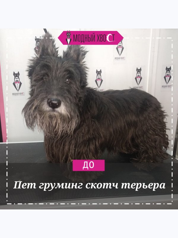 Скотч терьер (8,5-10 кг) 3-4часа