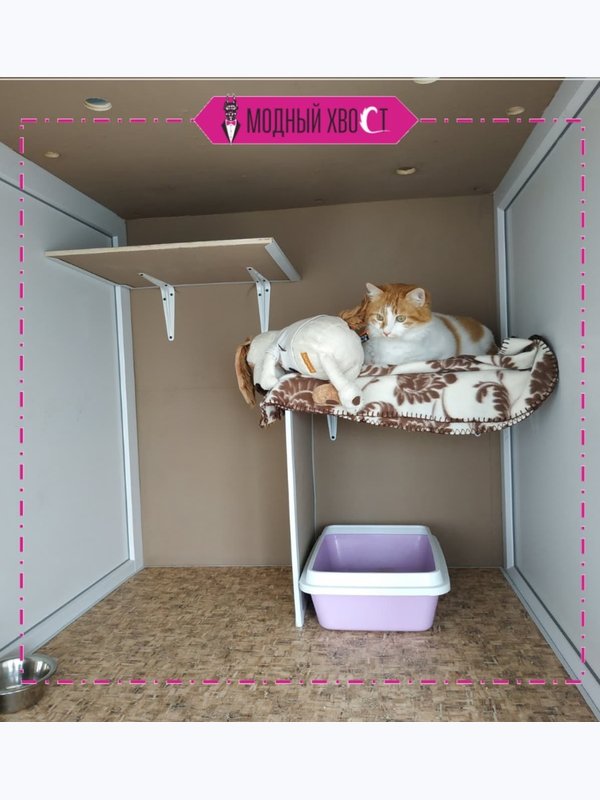 Проживание в гостинице Кошка