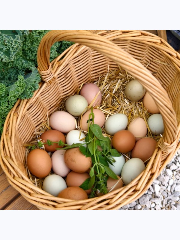 Яйца пастбищные Куриные цветные Пасхальные десяток, 1 дес