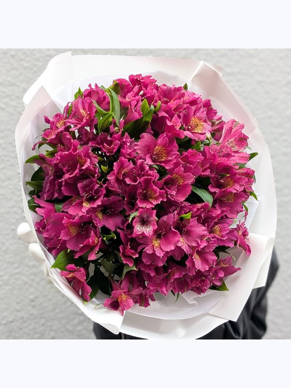 Alstroemeria violet L