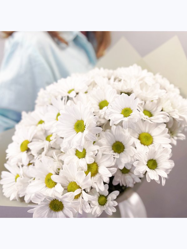 Chrysanthemum chamomile