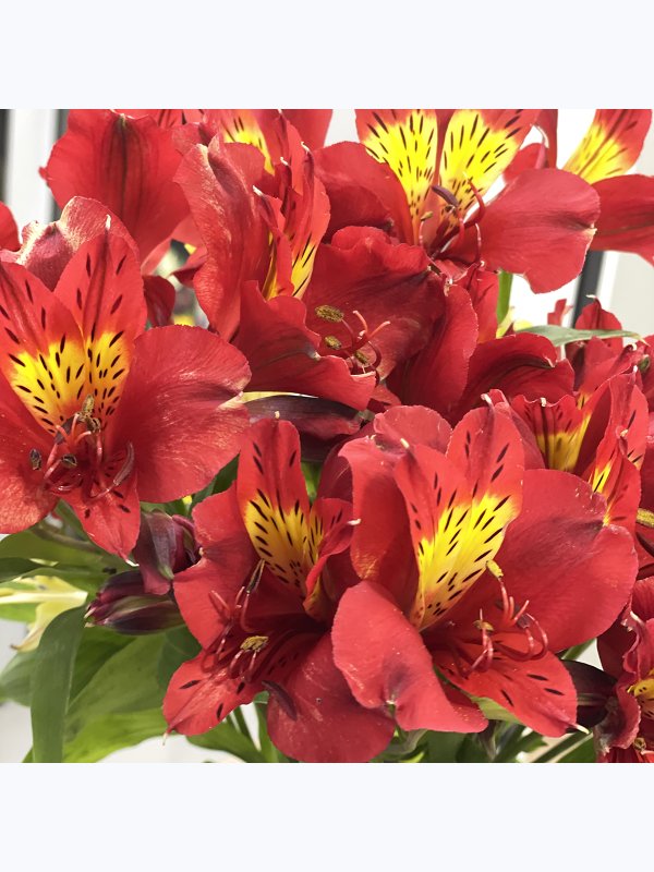 30 Red alstroemerias
