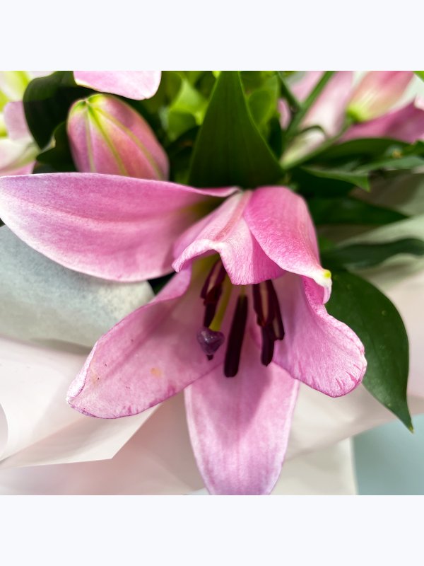 Pink lily