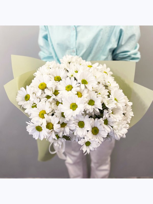 Chrysanthemum chamomile