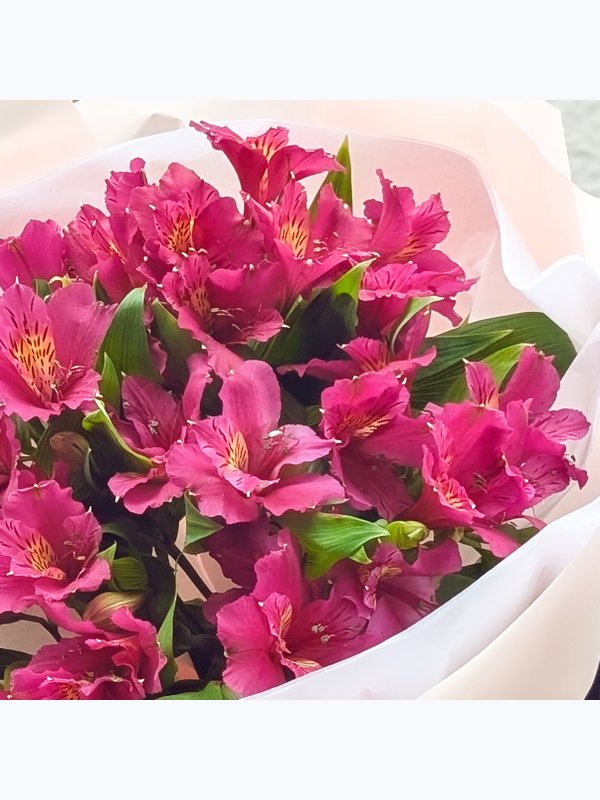 Alstroemeria 7