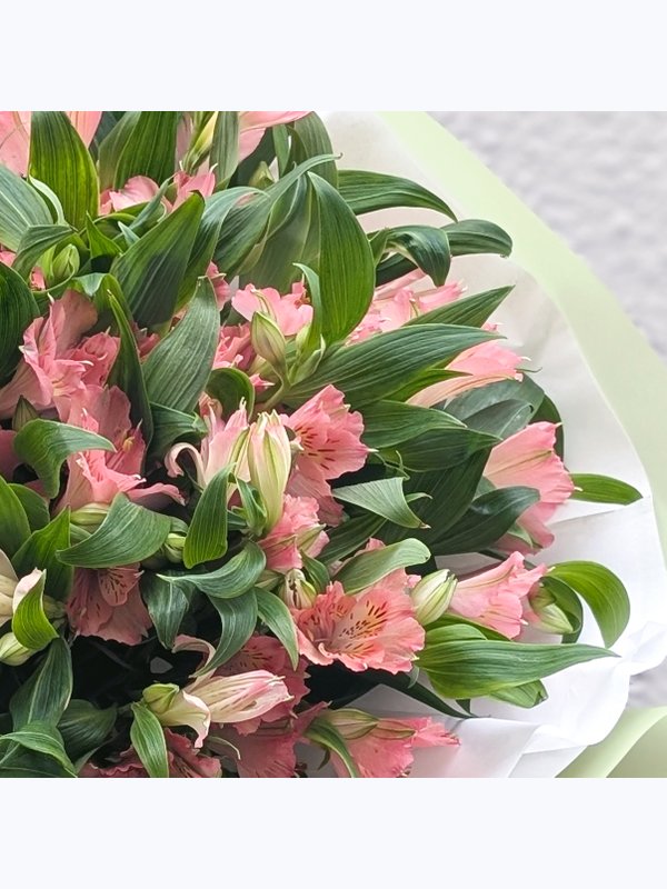 Alstroemeria pink 11