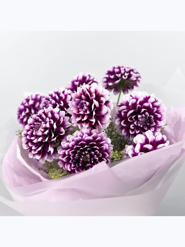 Purple dahlias