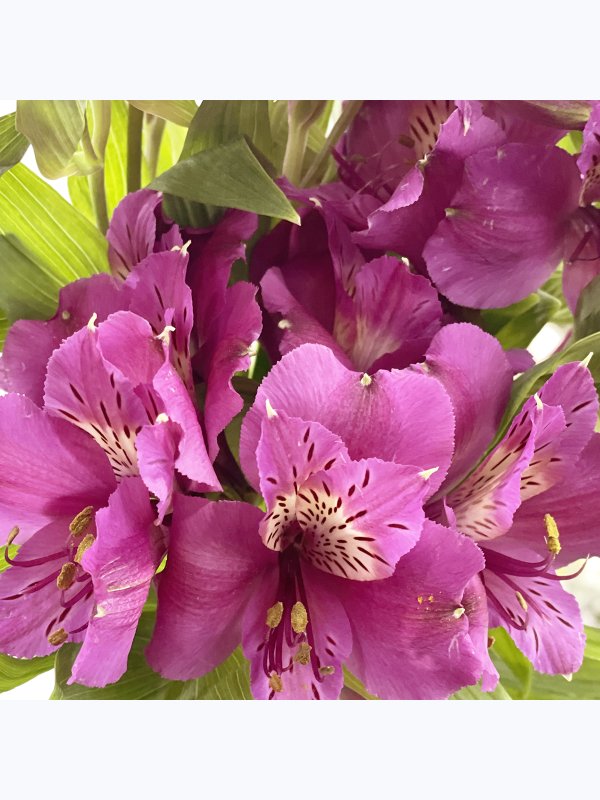 Alstroemeria