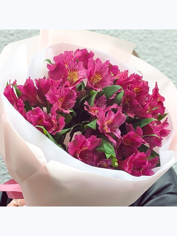 Alstroemeria 7