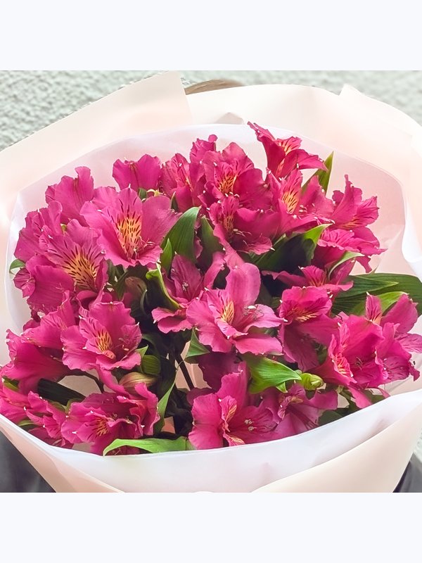 Alstroemeria 7