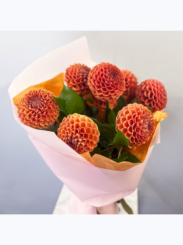 Orange dahlias