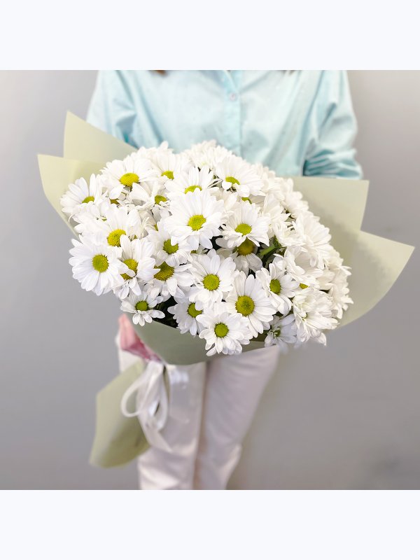 Chrysanthemum chamomile