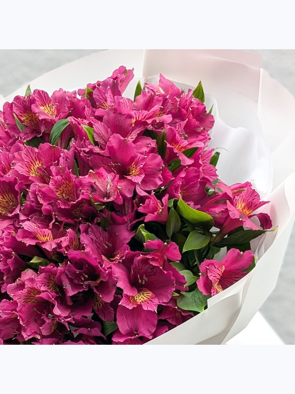 Alstroemeria violet L