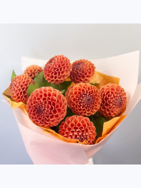Orange dahlias