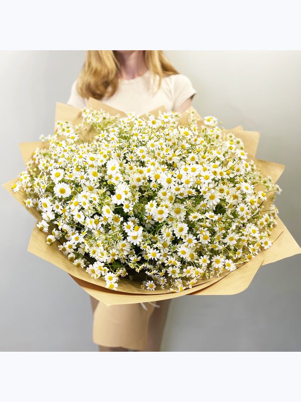 Sea of ​​daisies