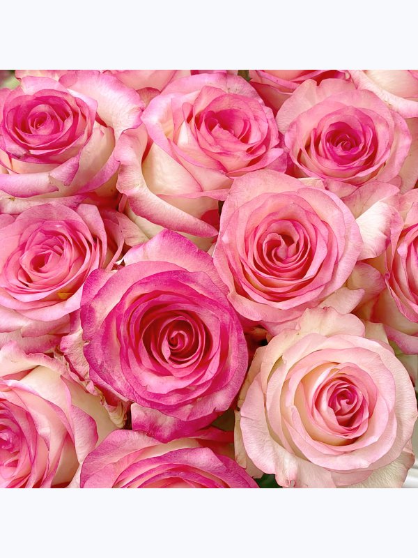 Roses Jumelia