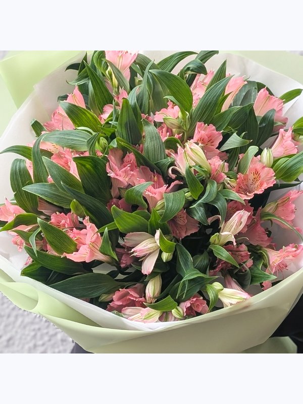Alstroemeria pink 11